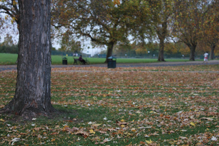 Illustration for article titled Shooting Challenge Fall Leaves Gallery 2